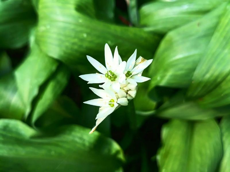 Ail des ours, bienfaits au printemps